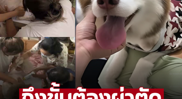 อาจถึงขั้นต้องผ่านตัด เปิดภาพอัลตร้าซาวน์ ‘หมวยเล็ก’ ลูกในท้องปลอดภัยมั๊ย พลเมืองดีคนนี้เฉลยแล้ว