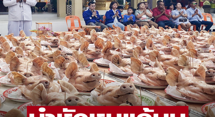 เจ้าของบริษัท ขนพนักงาน นำหัวหมู 102 หัวมาแก้บน หลวงพ่อสมหวัง หลังผ่านครึ่งปี ธุรกิจปัง ได้งานใหญ่ เปิดเลขเด็ด 5 ตัว ประทัด 10,000 นัด